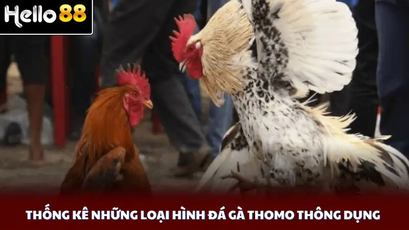 Thống kê những loại hình đá gà Thomo thông dụng